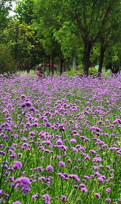 Verbena officinalis