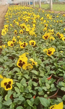 pansy