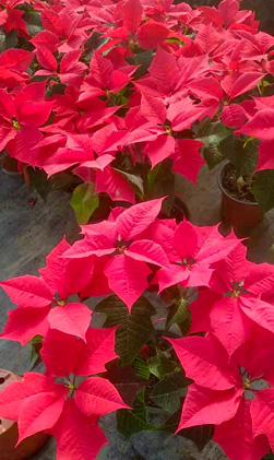 Poinsettia