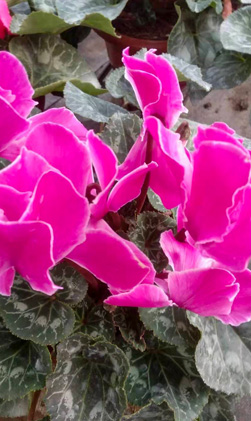 Cyclamen