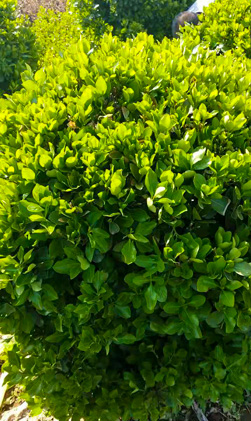 Buxus lobata