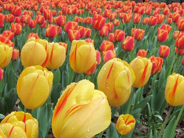 tulips