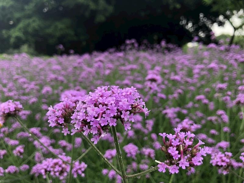 Verbena bonariensis